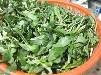入秋常吃野菜,清热解火的好帮手